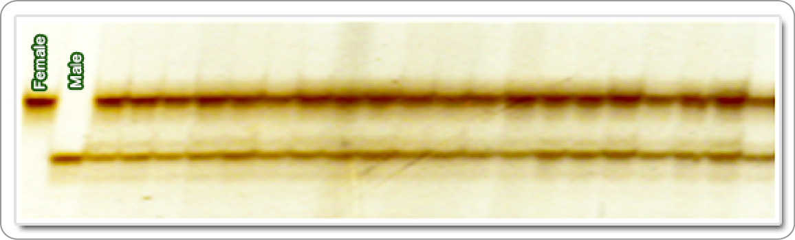 Hybrid purity result