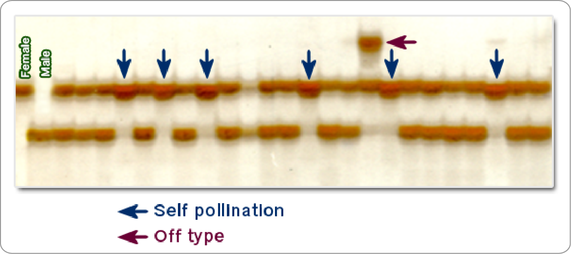 Self-pollination and off-type result